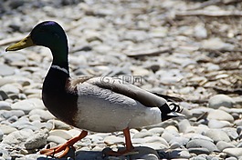 鴨,綠頭鴨,鳥