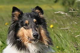 狗,牧羊犬,毛皮