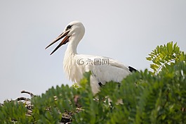 鳥,鸛,neusiedl 湖