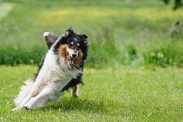 狗,牧羊犬,毛皮