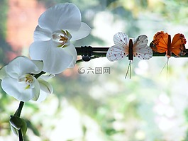 蘭花,鮮花,蝴蝶