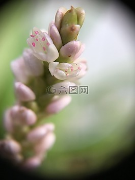 花,特寫,粉紅色