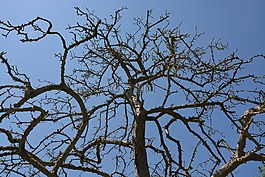 樹,死亡,性質