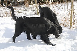狗,寵物,冬天