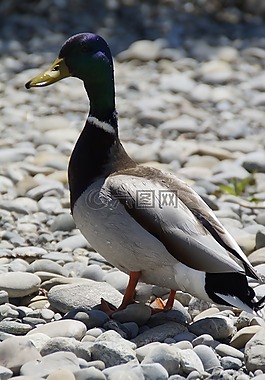 鴨,綠頭鴨,鳥