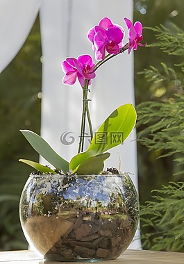 花卉,園藝,花園