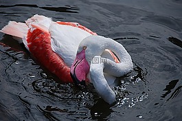 弗拉明戈,水禽,動(dòng)物園