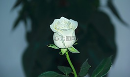 花,植物區(qū)系,葉