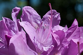 花,宏,關(guān)閉
