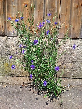 矢車菊,藍色,開花