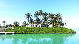 島,熱帶,棕櫚