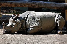犀牛,躺在,動(dòng)物園