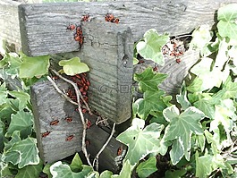常春藤,甲虫,红色