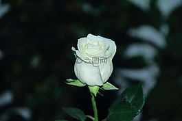花,植物區(qū)系,自然