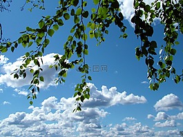 樺木,分支機(jī)構(gòu),天空