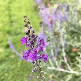 鮮花,紫色,花園