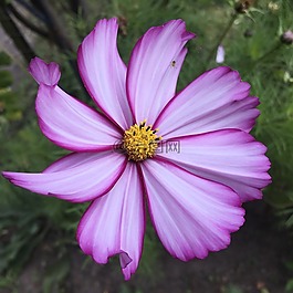 鮮花,紫羅蘭色,紫色