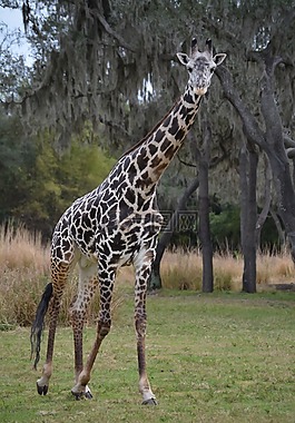 長頸鹿,野生動物園,迪斯尼