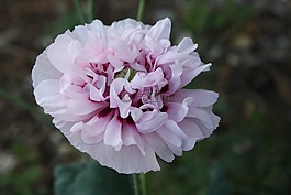 花,紫色,原野