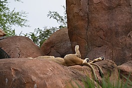 獅子,野生動(dòng)物園,野生動(dòng)物
