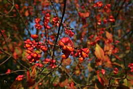 開花,秋季,葉子
