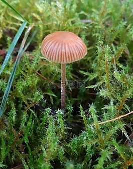 秋,蘑菇,森林