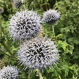 花,花園,紫色