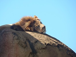 獅子,野生動(dòng)物園,野生動(dòng)物