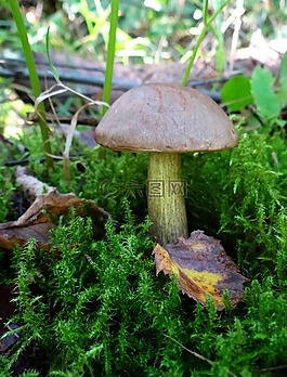 秋,森林,山毛榉木