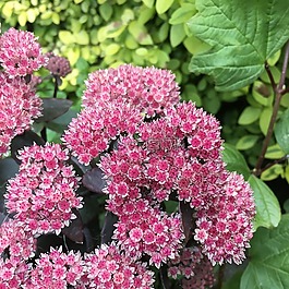 花,花園,粉紅色