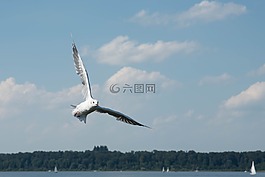 海鷗,鳥,水禽