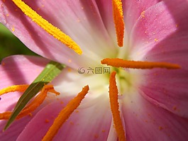 花,宏,藏紅花