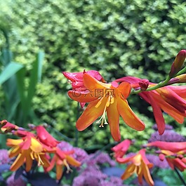 紅色,黃色,花