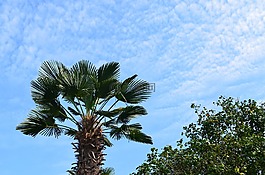 事,木材,大韓民國