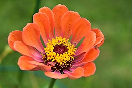 百日草,花,盛開(kāi)