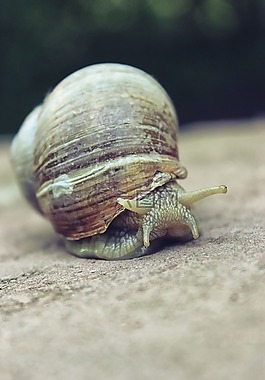 蝸牛,外殼,自然