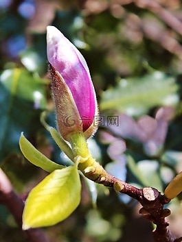 玉兰,树,粉红色