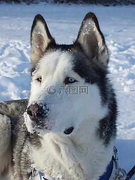 赫斯基,雪橇狗,狗