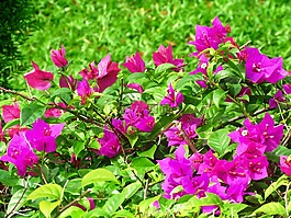 鮮花,花園,自然