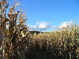 玉米,迷宮,秋天