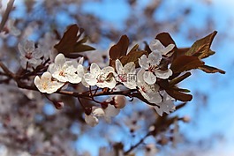 杏仁花,櫻花,日本櫻花樹
