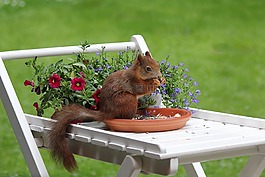 松鼠,動(dòng)物,春天