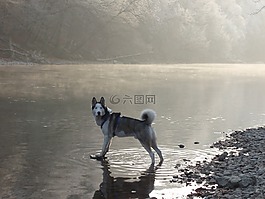 赫斯基,雪狗,雪橇狗