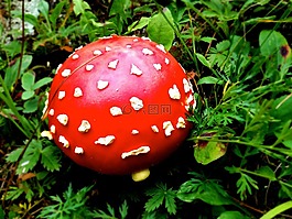 蘑菇,蟾蜍凳,森林