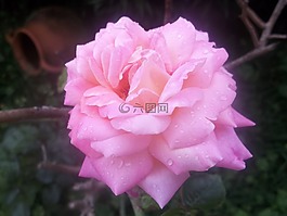 羅莎,花瓣,植物