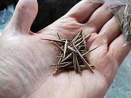 种子,竹,手
