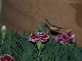 蝴蝶,吸吮,的