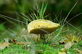 蘑菇,季節(jié),秋