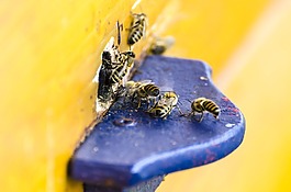 蜜蜂,蜂箱,性質(zhì)