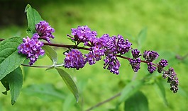蝴蝶布什,花園,花